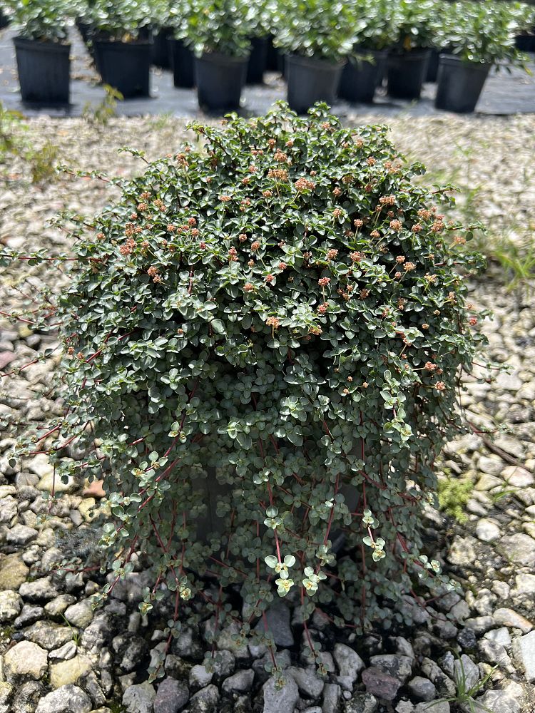 pilea-glauca