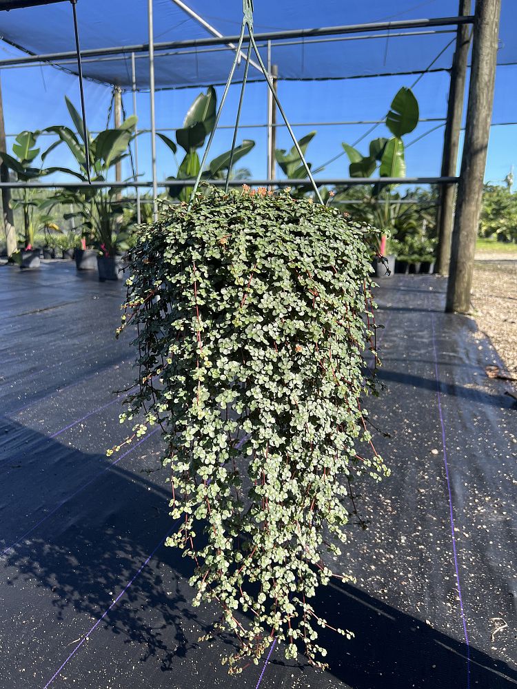 pilea-glauca