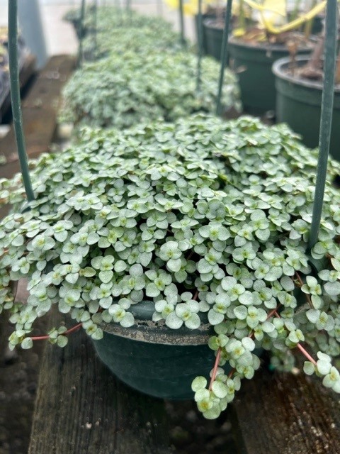 pilea-glauca