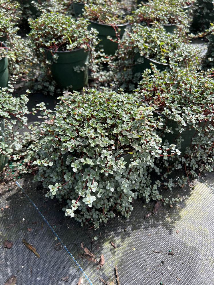 pilea-glauca