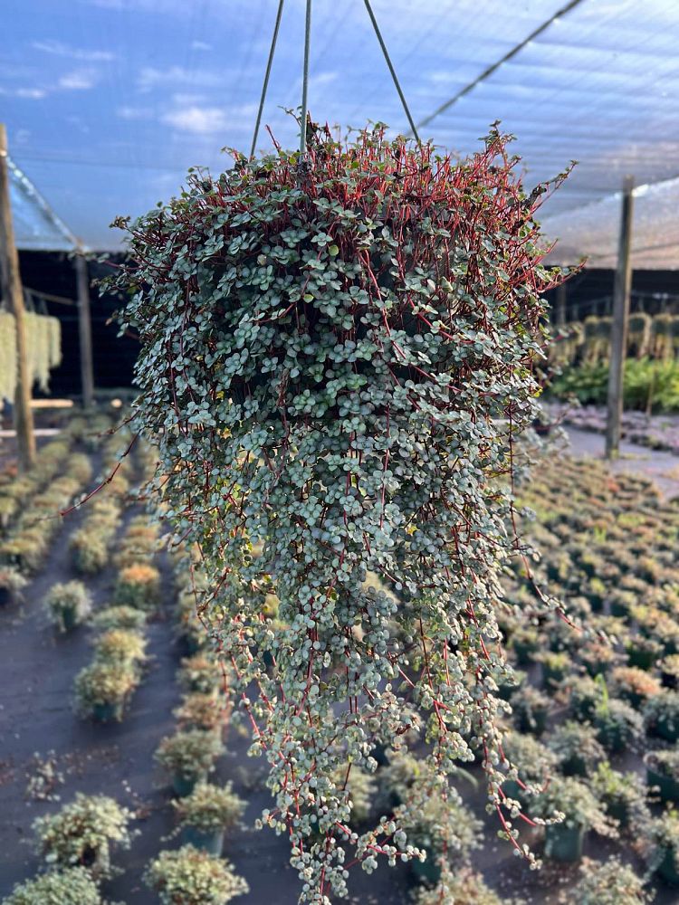 pilea-glauca