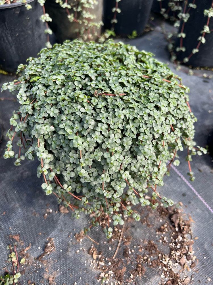 pilea-glauca