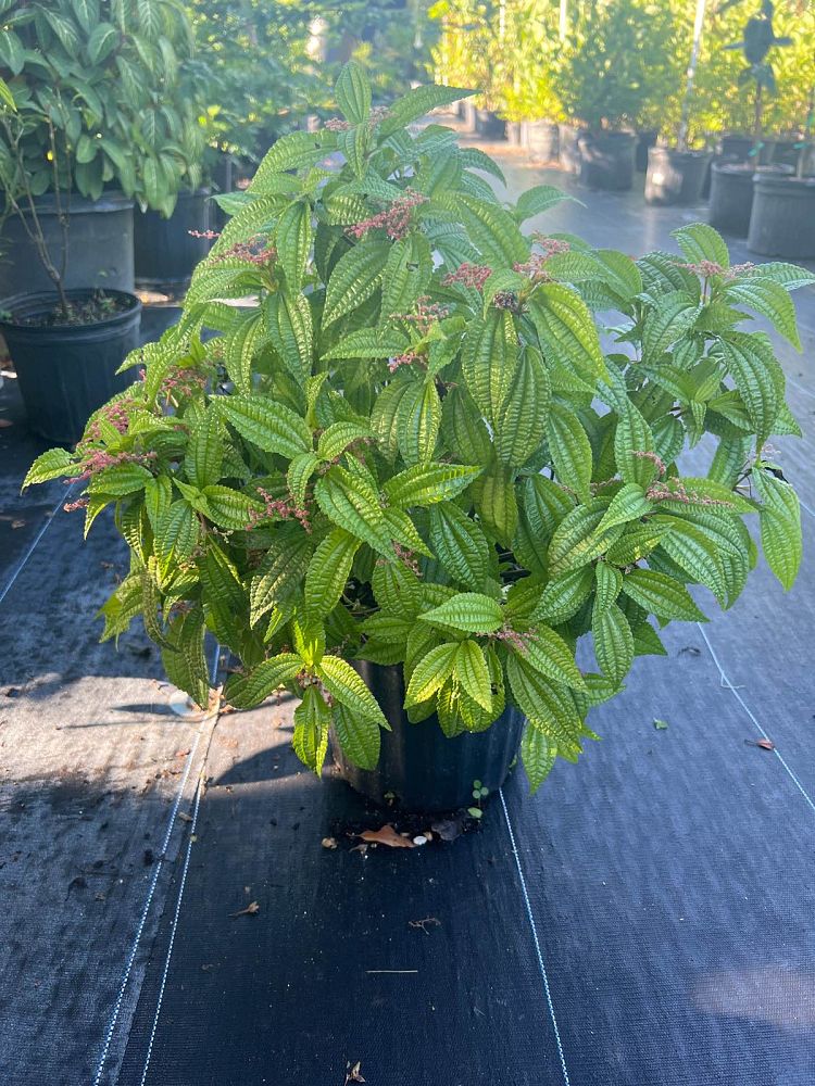 pilea-grandiflora-coral