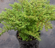 pilea-microphylla-artillery-fern