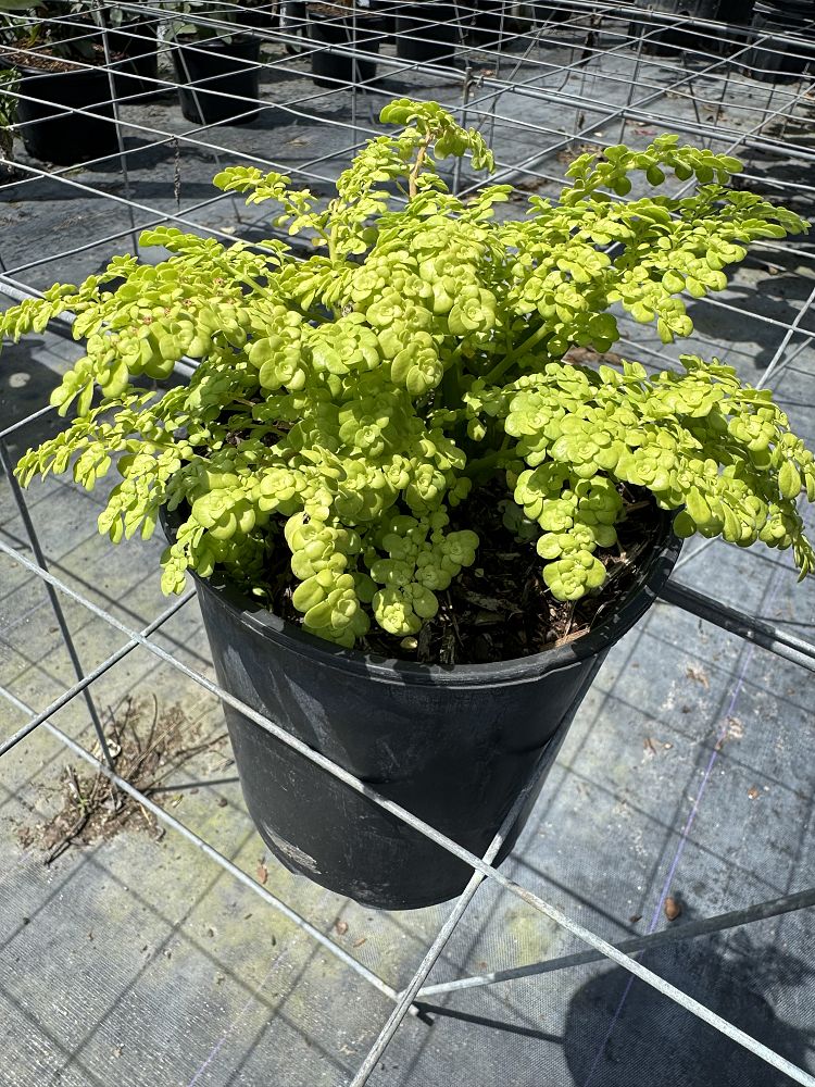 pilea-microphylla-artillery-fern