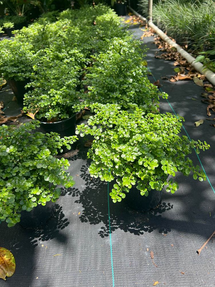 pilea-microphylla-artillery-fern