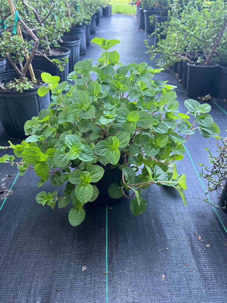pilea-nummulariifolia-creeping-charlie