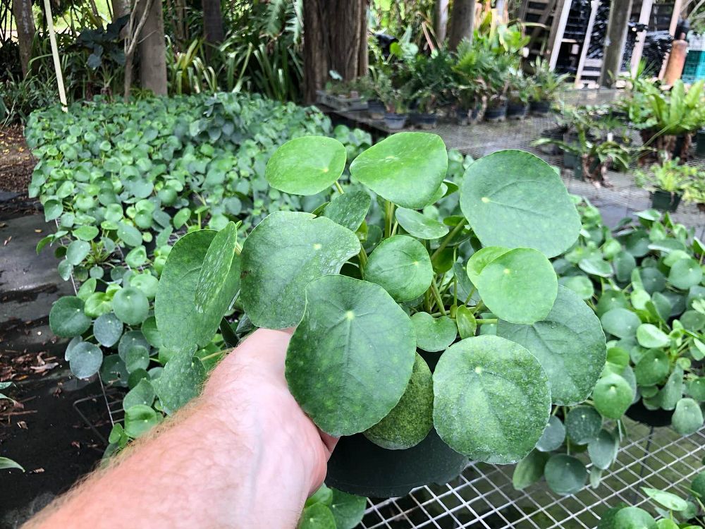 pilea-peperomioides-chinese-missionary-plant-chinese-money-plant