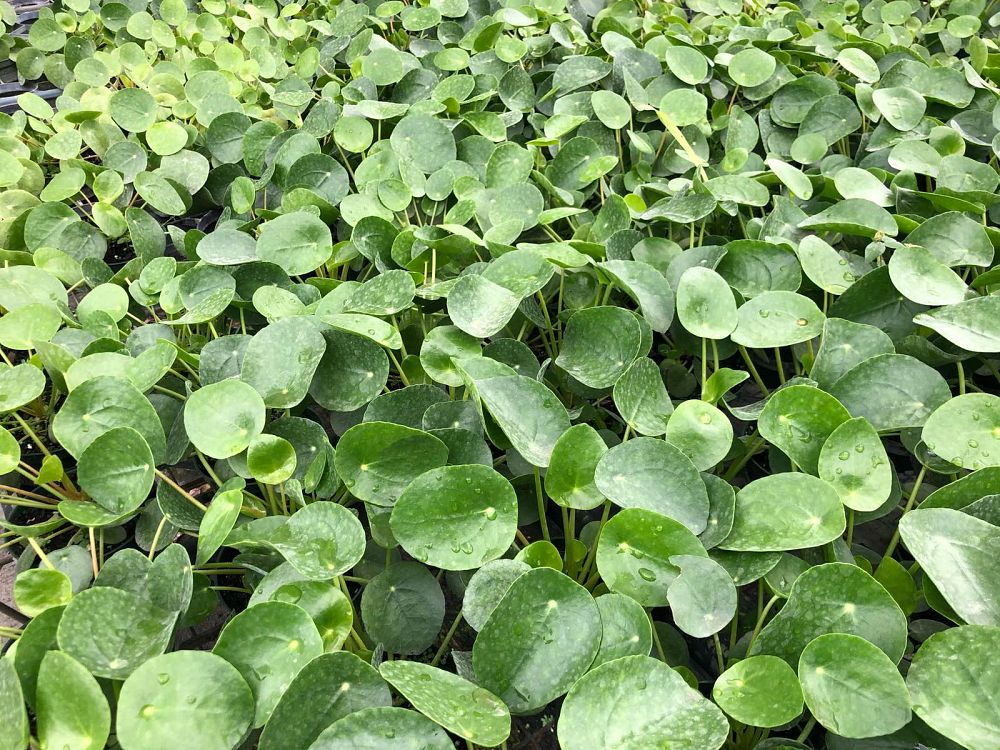 pilea-peperomioides-chinese-missionary-plant-chinese-money-plant