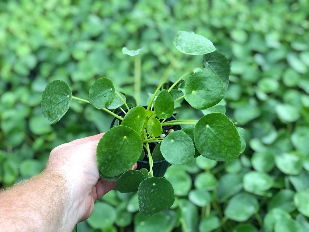 pilea-peperomioides-chinese-missionary-plant-chinese-money-plant
