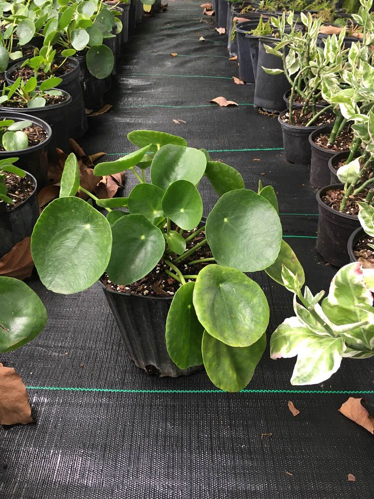 pilea-peperomioides-chinese-missionary-plant-chinese-money-plant