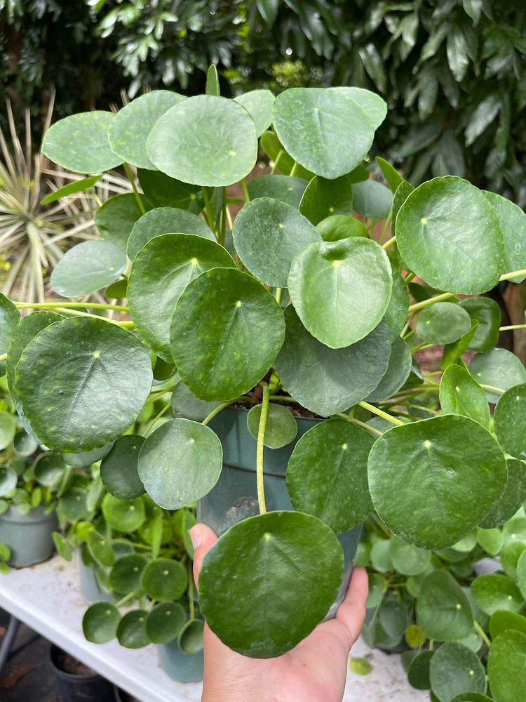 pilea-peperomioides-chinese-missionary-plant-chinese-money-plant