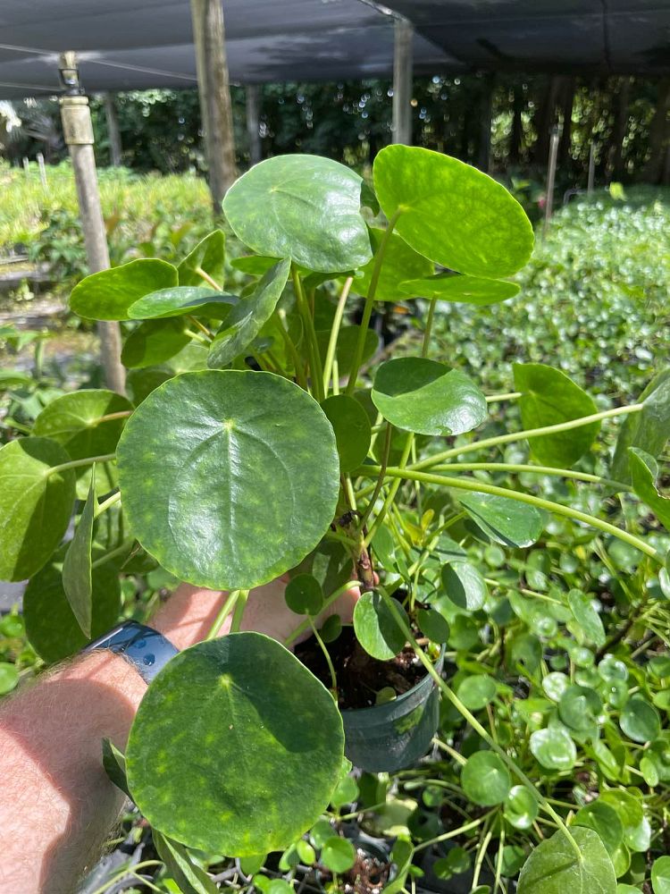 pilea-peperomioides-chinese-missionary-plant-chinese-money-plant