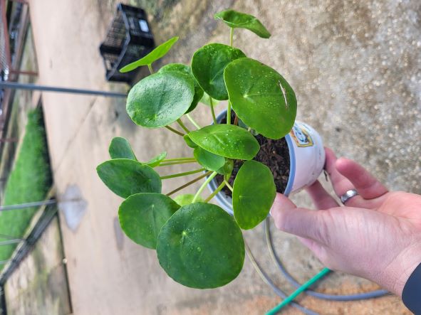 pilea-peperomioides-chinese-missionary-plant-chinese-money-plant