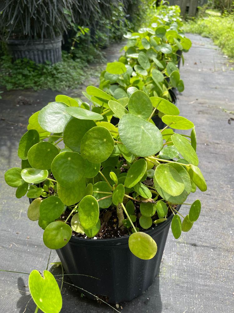 pilea-peperomioides-chinese-missionary-plant-chinese-money-plant