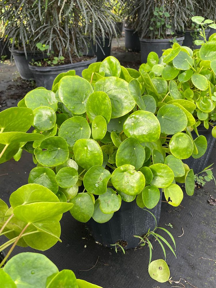 pilea-peperomioides-chinese-missionary-plant-chinese-money-plant