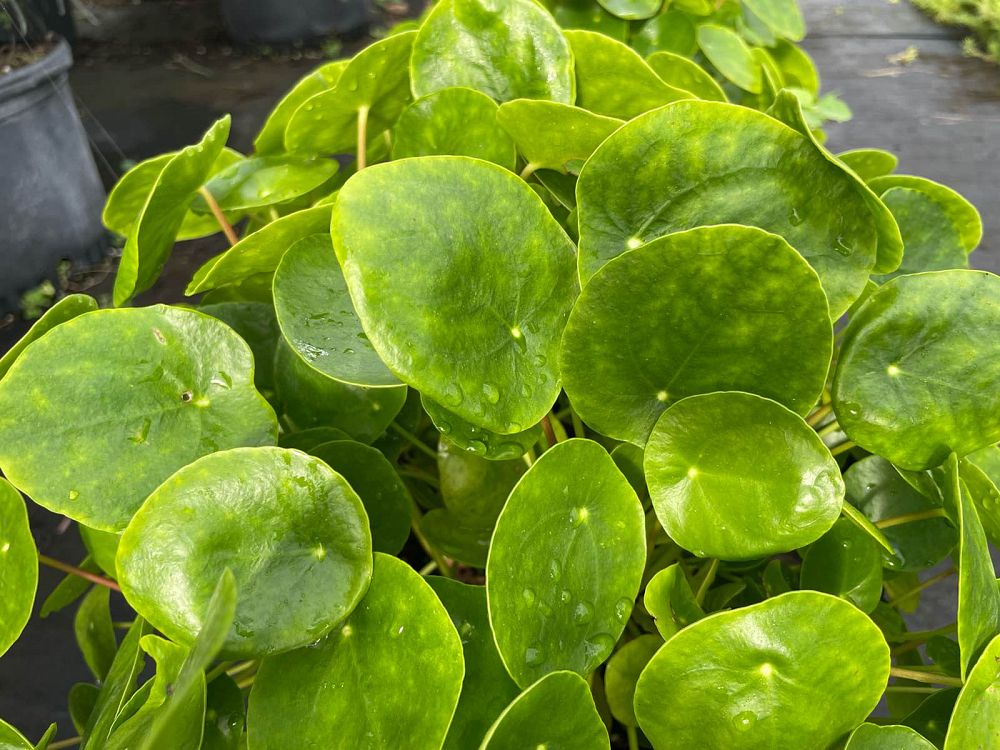 pilea-peperomioides-chinese-missionary-plant-chinese-money-plant