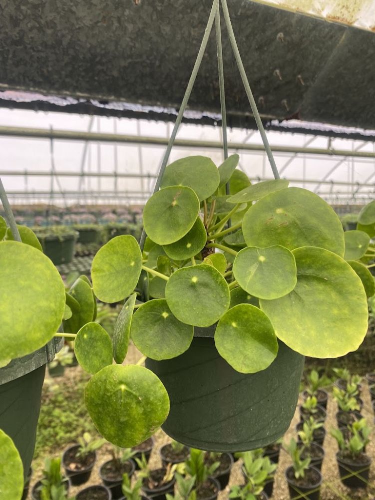pilea-peperomioides-chinese-missionary-plant-chinese-money-plant