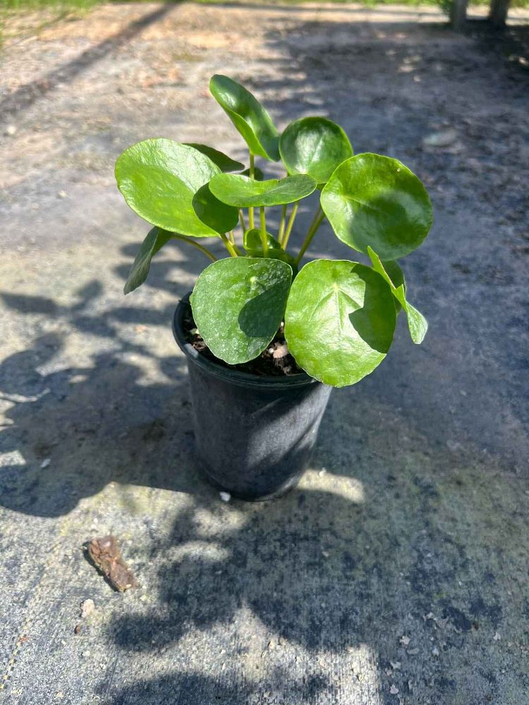 pilea-peperomioides-chinese-missionary-plant-chinese-money-plant