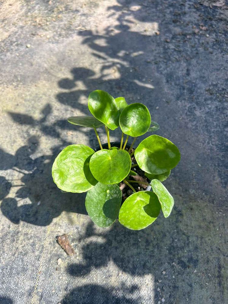 pilea-peperomioides-chinese-missionary-plant-chinese-money-plant