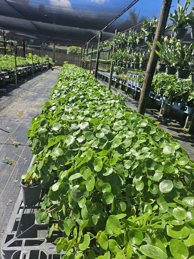 pilea-peperomioides-chinese-missionary-plant-chinese-money-plant