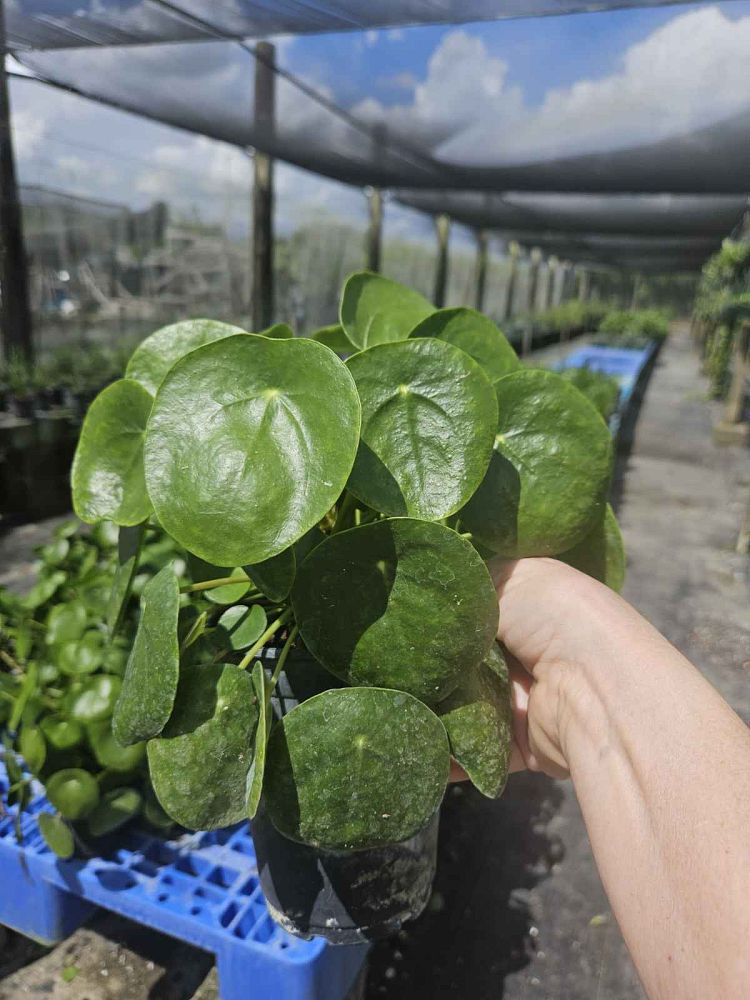 pilea-peperomioides-chinese-missionary-plant-chinese-money-plant