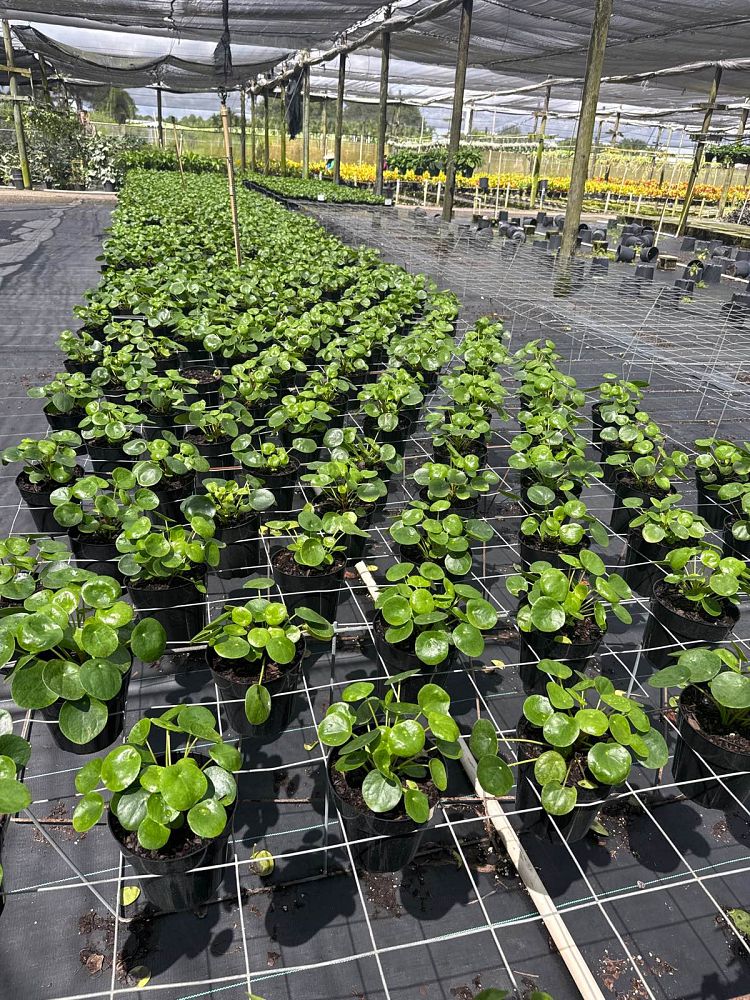 pilea-peperomioides-chinese-missionary-plant-chinese-money-plant