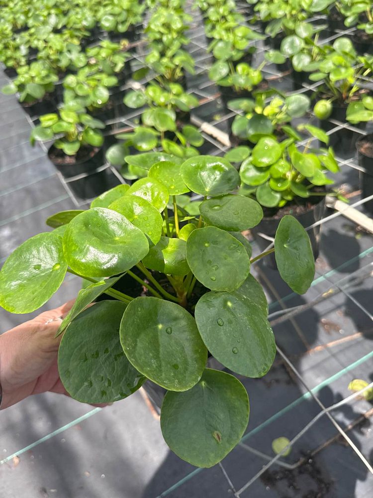 pilea-peperomioides-chinese-missionary-plant-chinese-money-plant