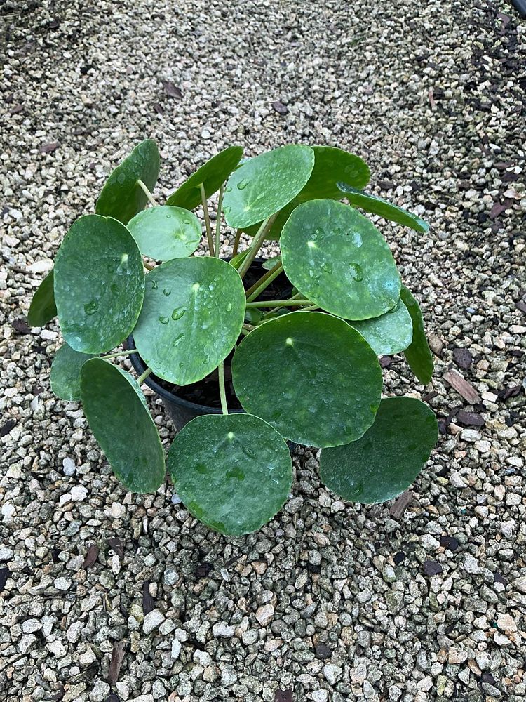 pilea-peperomioides-chinese-missionary-plant-chinese-money-plant