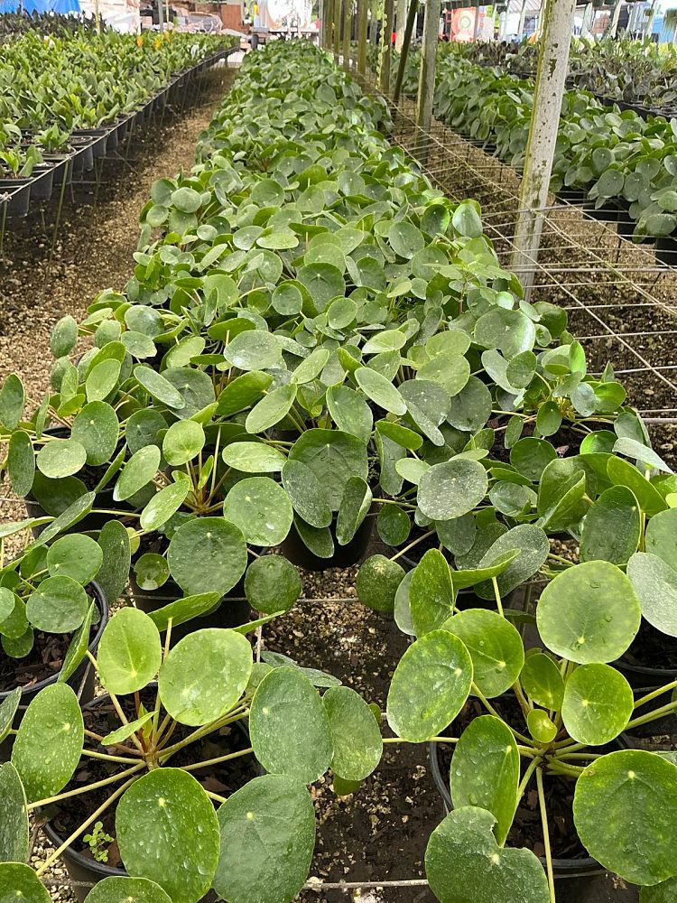 pilea-peperomioides-chinese-missionary-plant-chinese-money-plant