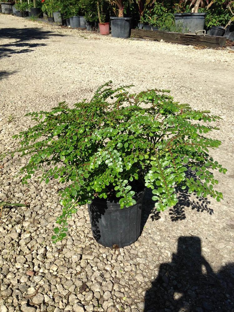 pilea-serpyllacea-stoplight-artillery-fern