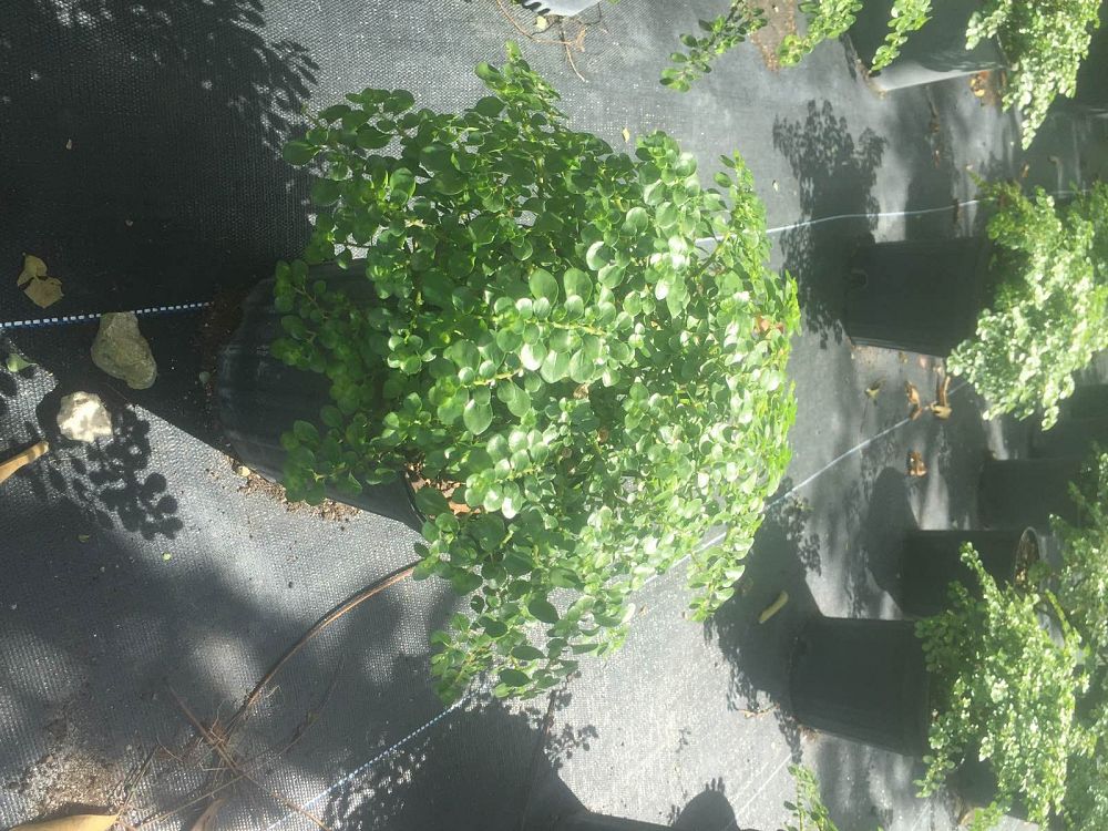 pilea-serpyllacea-stoplight-artillery-fern