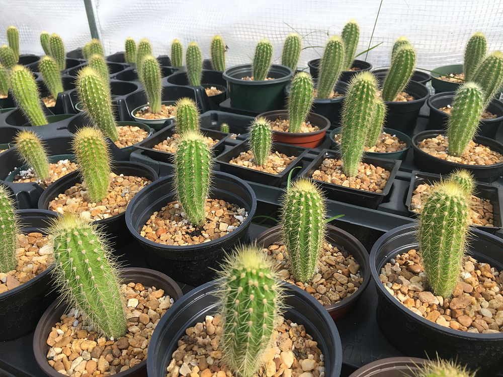 pilosocereus-aurisetus-werdermannianus