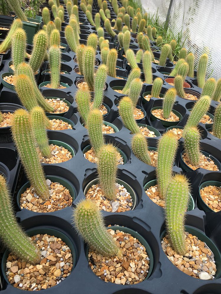 pilosocereus-aurisetus-werdermannianus