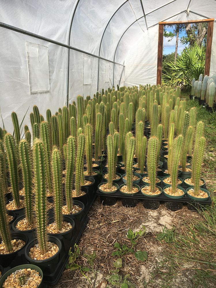 pilosocereus-pachycladus-pernambucoensis-facheiro-azul-mandacaru-de-facho-facheiro