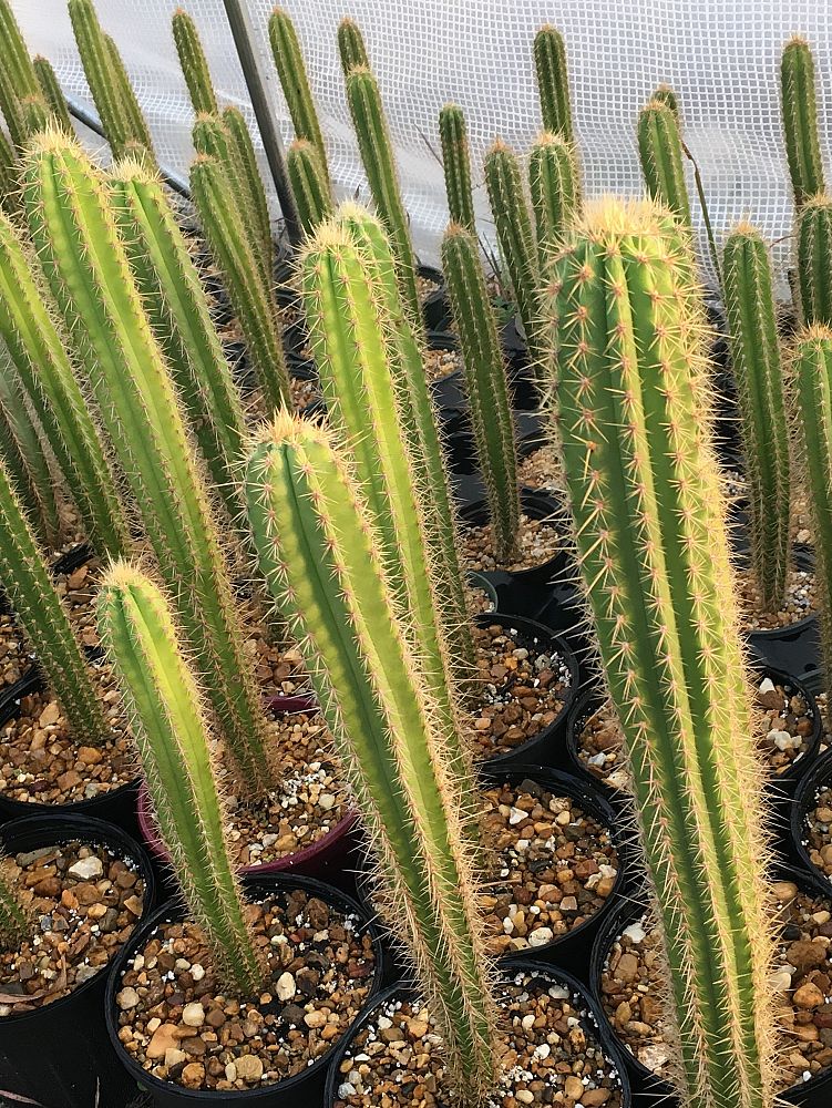 pilosocereus-pachycladus-pernambucoensis-facheiro-azul-mandacaru-de-facho-facheiro