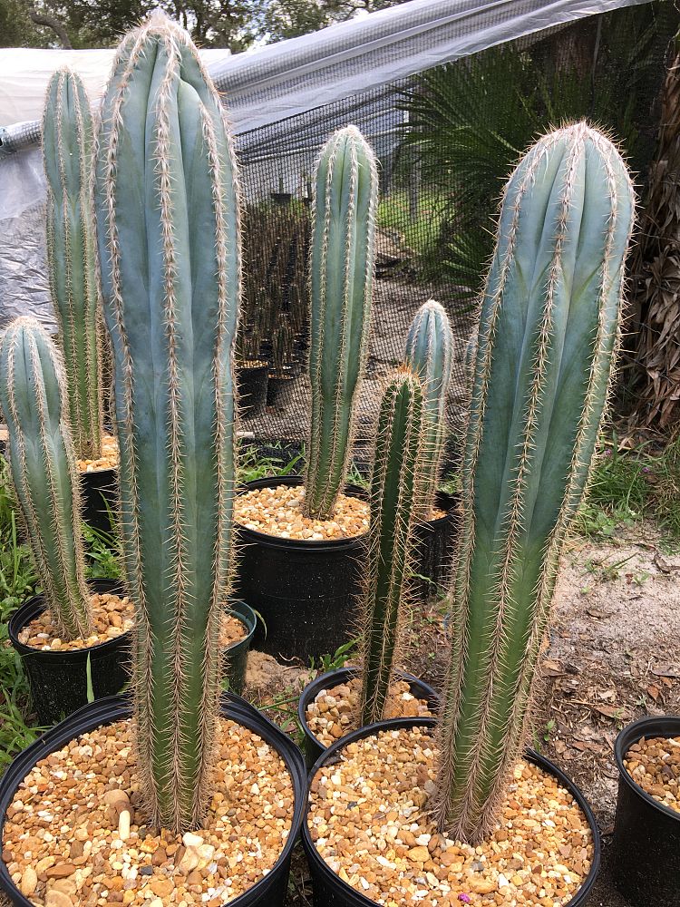 pilosocereus-pachycladus-pilosocerues-azureus