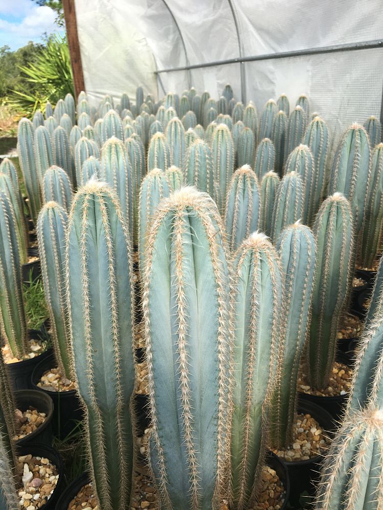 pilosocereus-pachycladus-pilosocerues-azureus