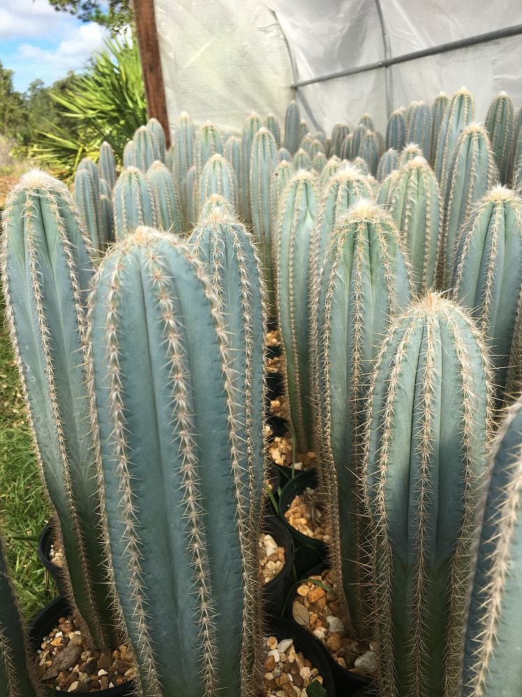 pilosocereus-pachycladus-pilosocerues-azureus