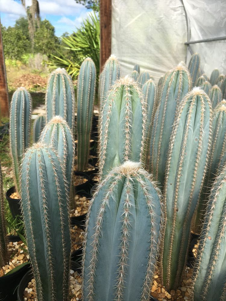 pilosocereus-pachycladus-pilosocerues-azureus