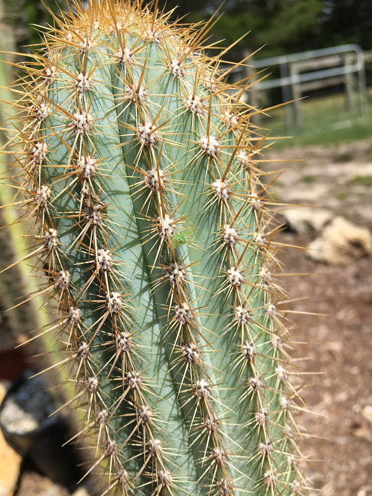 pilosocereus-piauhyensis-rabo-de-raposa-facheiro