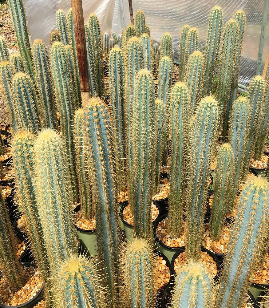 pilosocereus-piauhyensis-rabo-de-raposa-facheiro