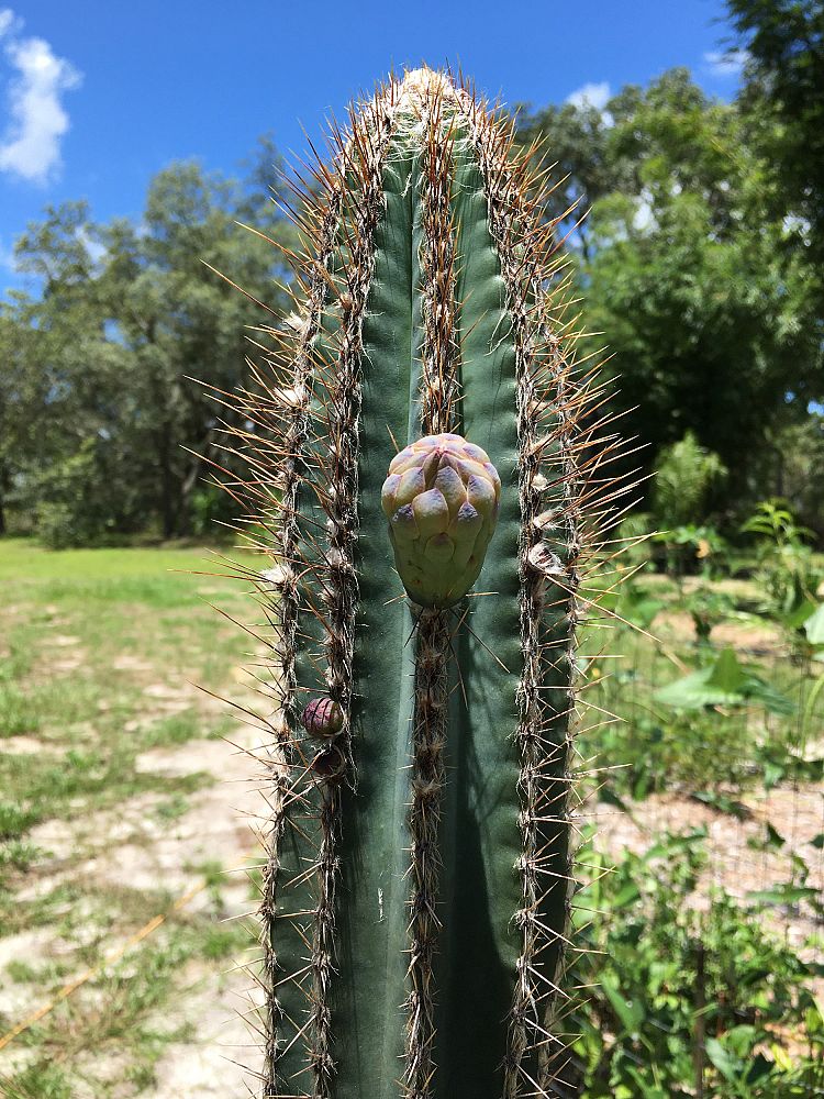 pilosocereus-royenii-royen-s-tree-cactus