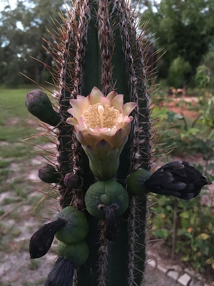 pilosocereus-royenii-royen-s-tree-cactus