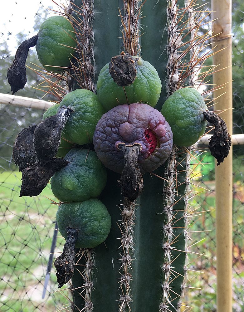 pilosocereus-royenii-royen-s-tree-cactus