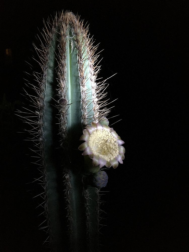 pilosocereus-royenii-royen-s-tree-cactus