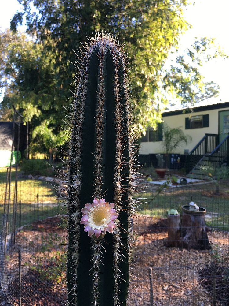 pilosocereus-royenii-royen-s-tree-cactus