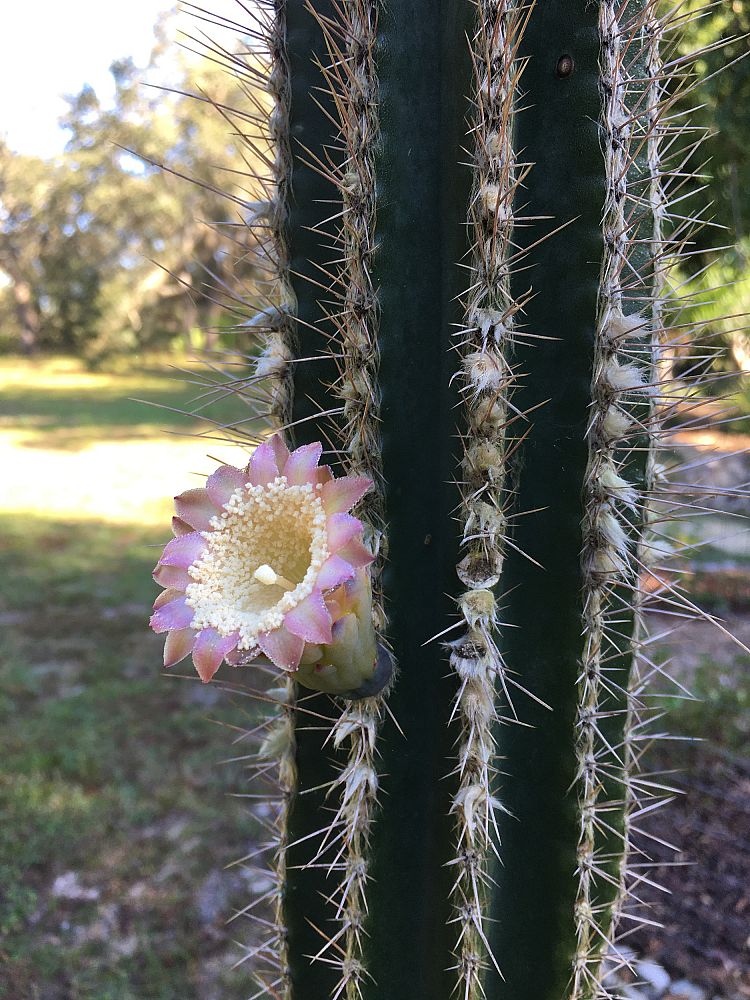 pilosocereus-royenii-royen-s-tree-cactus