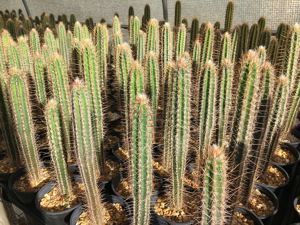 pilosocereus-royenii-royen-s-tree-cactus