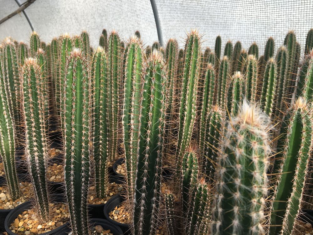 pilosocereus-royenii-royen-s-tree-cactus